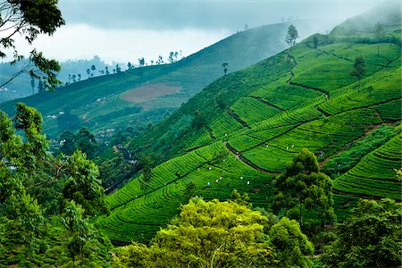 plantation (exploitation agricole) - Tea Plantation, Radella, Province du centre, au Sri Lanka Photographie de stock - Rights-Managed, Code: 700-05642220