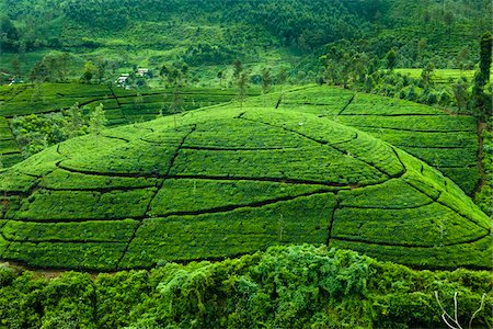sri lankan agriculture pictures - Tea Plantation, Radella, Central Province, Sri Lanka Stock Photo - Rights-Managed, Code: 700-05642221