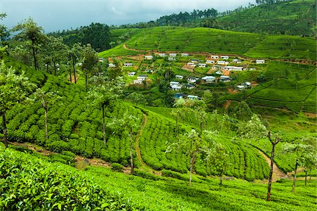 plantación de té - Kataboola Tea Estate, Nawalapitiya, Sri Lanka Foto de stock - Con derechos protegidos, Código: 700-05642222