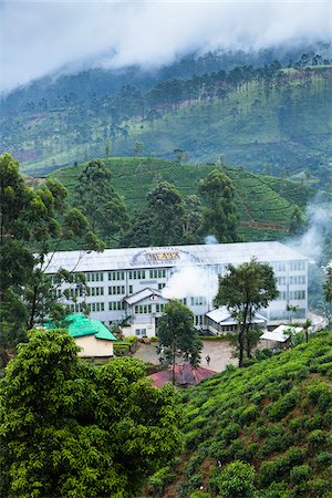 estate - Kataboola Tea Estate, Nawalapitiya, Sri Lanka Photographie de stock - Rights-Managed, Code: 700-05642223