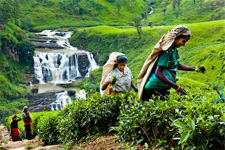 farming woman - Tea Pickers at Tea Plantation by St. Clair's Falls, Nuwara Eliya District, Sri Lanka Stock Photo - Rights-Managed, Code: 700-05642235