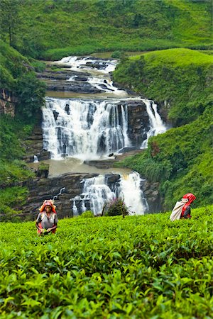 Cueilleurs de thé à la Plantation de thé de chutes de St. Clair, District de Nuwara Eliya, Sri Lanka Photographie de stock - Rights-Managed, Code: 700-05642233