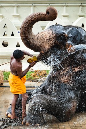 freiné - Homme lavage éléphant avant Perahera Festival, Kandy, Sri Lanka Photographie de stock - Rights-Managed, Code: 700-05642264