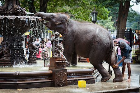 drinking occasions - Elephant Being Washed in Public Fountain before Perahera Festival, Kandy, Sri Lanka Stock Photo - Rights-Managed, Code: 700-05642268