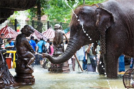 Éléphant dans une fontaine publique avant le Perahera Festival, Kandy, Sri Lanka Photographie de stock - Rights-Managed, Code: 700-05642269