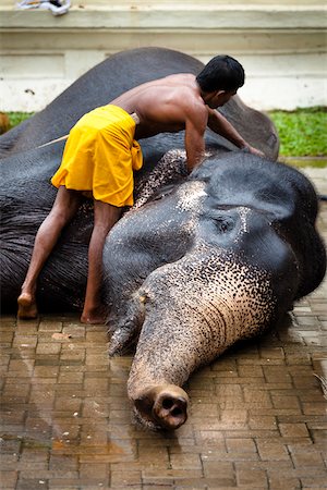 Bathing Elephant before Perahera Festival, Kandy, Sri Lanka Stock Photo - Rights-Managed, Code: 700-05642261