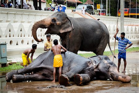 Bathing Elephants before Perahera Festival, Kandy, Sri Lanka Foto de stock - Con derechos protegidos, Código: 700-05642262