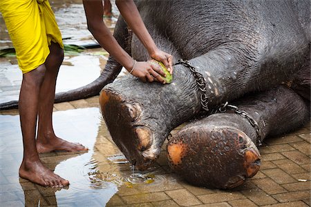 Man Washing Elephant's Feet before Perahera Festival, Kandy, Sri Lanka Stock Photo - Rights-Managed, Code: 700-05642263