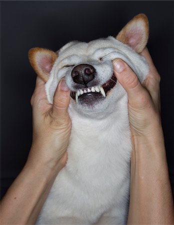 shiba inu - Man Making Dog Smile Foto de stock - Con derechos protegidos, Código: 700-05653263