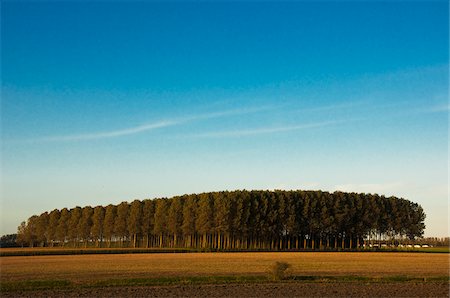 A plantation of poplar trees, a commercial tree farm. Tall