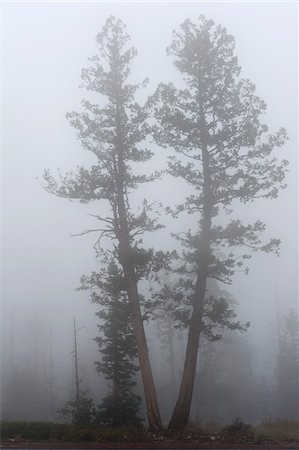 Arbres dans le brouillard à Bryce Point, Parc National de Bryce Canyon, Utah, USA Photographie de stock - Rights-Managed, Code: 700-05662417