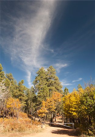 path fall tree - Dirt Road Through Grand Canyon National Park, Arizona, USA Stock Photo - Rights-Managed, Code: 700-05662430