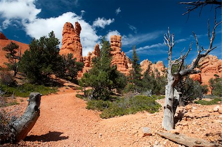 sud-ouest - Red Canyon, Dixie National Forest, Utah, USA Photographie de stock - Rights-Managed, Code: 700-05756174