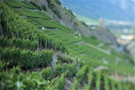 schweizer (keine personen) - Hillside Vineyard, Martigny, Wallis, Schweiz Stockbilder - Lizenzpflichtiges, Bildnummer: 700-05762063