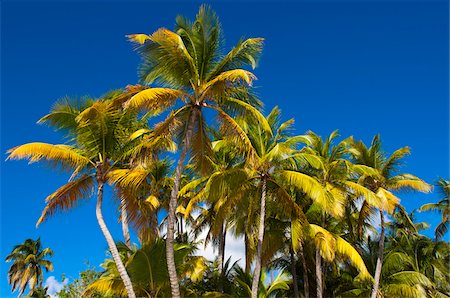 palm trees blue sky - Palm Trees, Antigua, Antigua and Barbuda Stock Photo - Rights-Managed, Code: 700-05800564