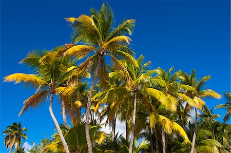 palm tree trunk - Palm Trees, Antigua, Antigua and Barbuda Stock Photo - Rights-Managed, Code: 700-05800564