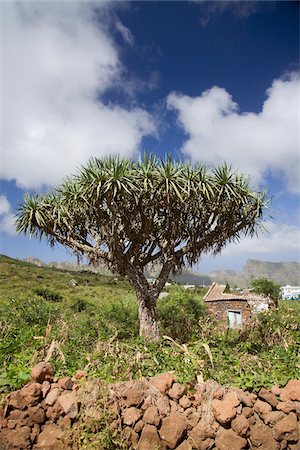 dracaena draco - Arbre Dragoeiro, Cachacao, Sao Nicolau, Cap-vert, Afrique Photographie de stock - Rights-Managed, Code: 700-05803466