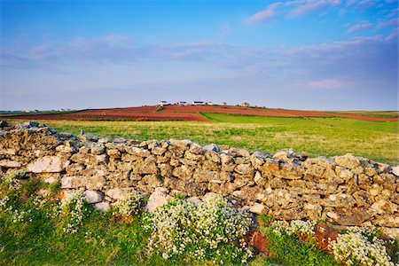 flor - Des terres agricoles, Cap Lizard, Lizard péninsule, Cornouailles, Angleterre Photographie de stock - Rights-Managed, Code: 700-05803736