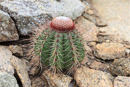 plantas do deserto - Melocactus Zehntneri Foto de stock - Direito Controlado, Número: 700-05810220