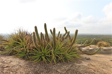 paraiba - Cactus Xique-Xique, Mateus Lajedo de Pai, Cabaceiras, Paraiba, Brésil Photographie de stock - Rights-Managed, Code: 700-05810222