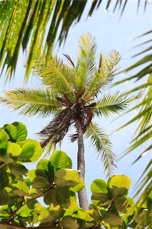 palmwedel - Palm Tree, Praia de Tabatinga, Paraiba, Brasilien Stockbilder - Lizenzpflichtiges, Bildnummer: 700-05810236