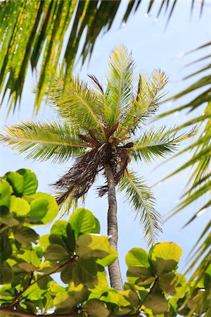 Palm Tree, Praia de Tabatinga, Paraiba, Brazil Stock Photo - Rights-Managed, Code: 700-05810236