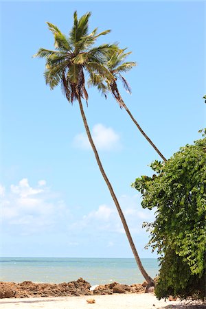 Praia de Tabatinga, Tabatinga Beach, Paraiba, Brazil Stock Photo - Rights-Managed, Code: 700-05810237