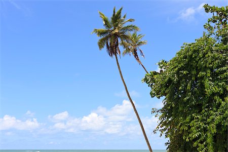 Palmen Sie und blauer Himmel, Praia da Barra de Gramame, Joao Pessoa, Paraiba, Brasilien Stockbilder - Lizenzpflichtiges, Bildnummer: 700-05810239