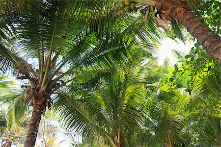 Palm Trees, Praia de Tabatinga, Paraiba, Brazil Foto de stock - Con derechos protegidos, Código: 700-05810244