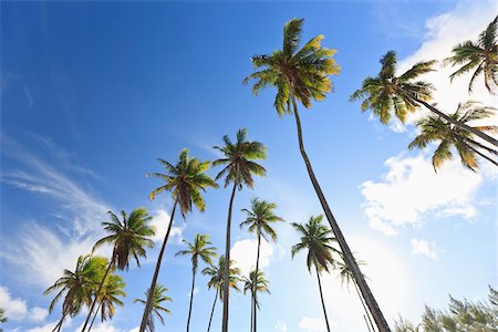 Palm Trees, Praia de Tabatinga, Paraiba, Brazil Stock Photo - Rights-Managed, Code: 700-05810249