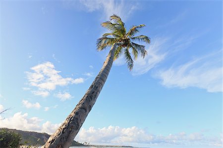 simsearch:700-05810249,k - Palm Tree, Praia de Coqueirinho, Paraiba, Brésil Photographie de stock - Rights-Managed, Code: 700-05810259