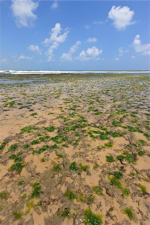 Algues sur la plage, plage de Pipa, Rio Grande do Norte, Brésil Photographie de stock - Rights-Managed, Code: 700-05821823