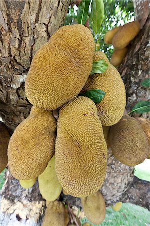 fruit trees pictures - Jackfruit Tree, Camaratuba, Paraiba, Brazil Stock Photo - Rights-Managed, Code: 700-05821835