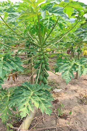 simsearch:700-05821835,k - Papaya Trees on Plantation, Mamao, Camaratuba, Paraiba, Brazil Stock Photo - Rights-Managed, Code: 700-05821839