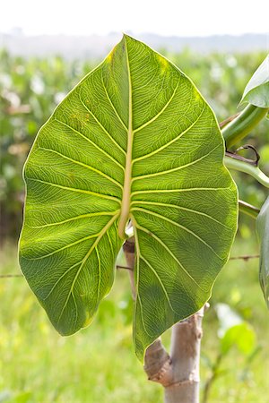 Close-Up of Taro Leaf, Camaratuba, Paraiba, Brazil Foto de stock - Con derechos protegidos, Código: 700-05821845