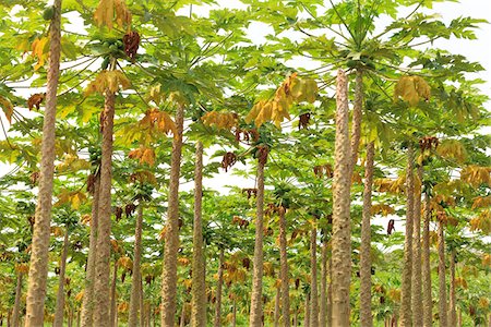 fruit tree - Papaya Trees on Plantation, Mamao, Camaratuba, Paraiba, Brazil Stock Photo - Rights-Managed, Code: 700-05821843