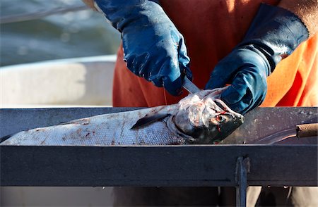 Cleaning and Gutting Wild Sockeye Salmon Stock Photo - Rights-Managed, Code: 700-05822056