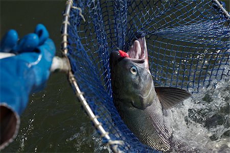 Catching Sockeye Salmon in Net Foto de stock - Con derechos protegidos, Código: 700-05822053