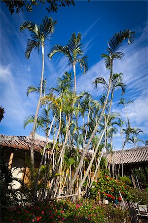 Palm Trees at Ryukyu Mura, Onna, Okinawa, Ryukyu Islands, Japan Foto de stock - Con derechos protegidos, Código: 700-05837411