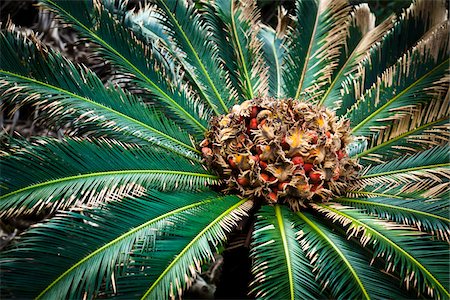 Sago palm, île de Tokunoshima, préfecture de Kagoshima, Japon Photographie de stock - Rights-Managed, Code: 700-05837459