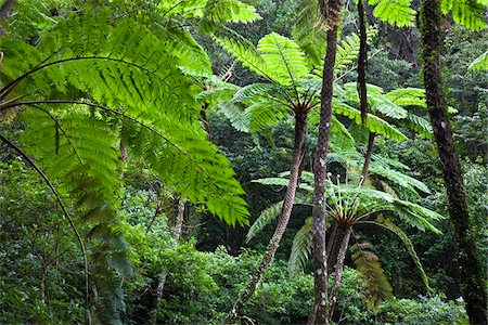 ferns woods - Giant Fern, Kinsakubaru Primary Forest, Amami Oshima, Amami Islands, Kagoshima Prefecture, Japan Stock Photo - Rights-Managed, Code: 700-05837450