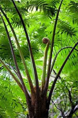 Giant Fern, Kinsakubaru Primary Forest, Amami Oshima, Amami Islands, Kagoshima Prefecture, Japan Foto de stock - Con derechos protegidos, Código: 700-05837453