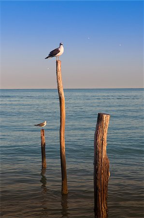 Gulls on Wooden Posts, Isla Holbox, Quintana Roo, Mexico Foto de stock - Con derechos protegidos, Código: 700-05854911