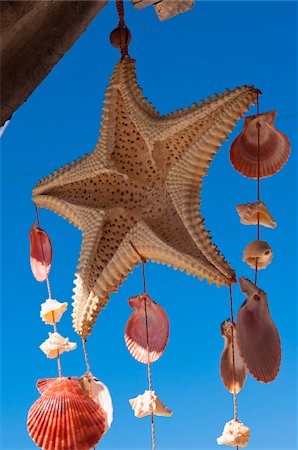 estrella de mar - Starfish and Seashell Mobile, Isla Holbox, Quintana Roo, Mexico Foto de stock - Con derechos protegidos, Código: 700-05854922