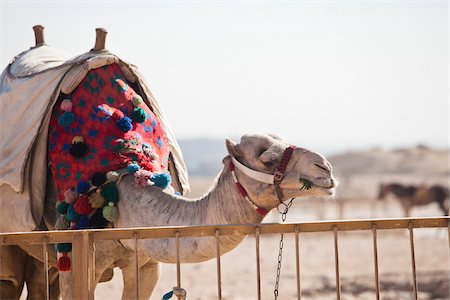 Camel at Pyramids of Giza, Cairo, Egypt Stock Photo - Rights-Managed, Code: 700-05855189