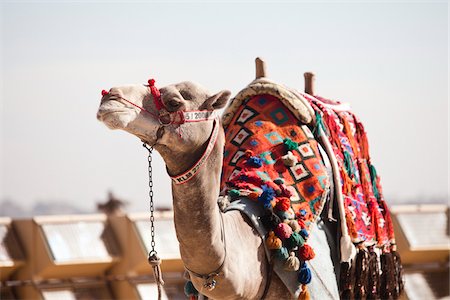 Chameau aux pyramides de Gizeh, le Caire, Egypte Photographie de stock - Rights-Managed, Code: 700-05855190