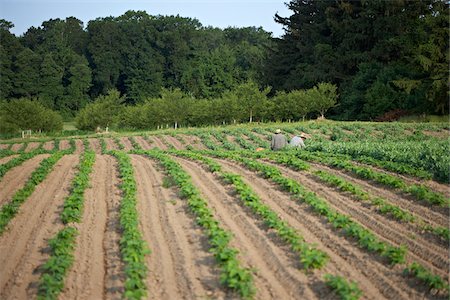 furrow - Migrant Workers Harvesting Beans, Fenwick, Ontario, Canada Stock Photo - Rights-Managed, Code: 700-05855225