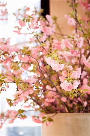 schnittblume - Cherry Blossoms Foto de stock - Con derechos protegidos, Código: 700-05855238