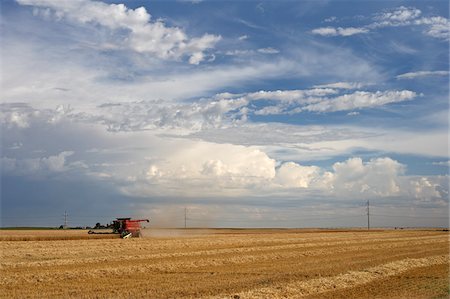 farm (location) - Wheat Field at Harvest, Lethbridge, Alberta, Canada Stock Photo - Rights-Managed, Code: 700-05948111