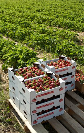 stack of boxes - Strawberry Harvest, Fenwick, Ontario, Canada Stock Photo - Rights-Managed, Code: 700-05973564